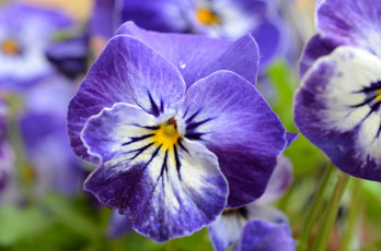 Картинка цветы анютины глазки садовые фиалки макро фиолетовый