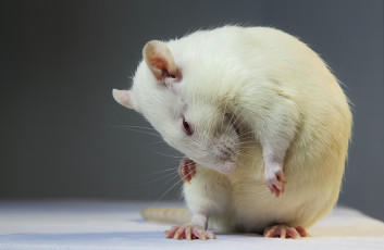 Картинка животные крысы мыши белый