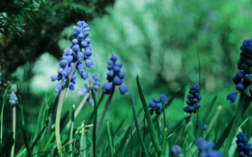 обоя цветы, гиацинты, трава, синие