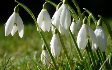Картинка цветы подснежники белоцветник белые весна
