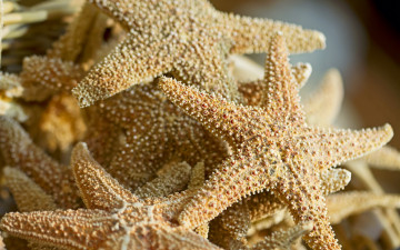 Картинка животные морские звёзды природа макро