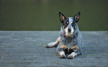 Картинка животные собаки australian cattle dog собака взгляд
