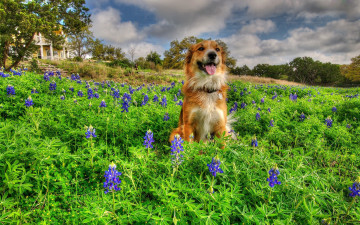 Картинка животные собаки дом луг цветы собака
