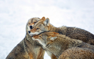 Картинка животные волки фон природа coyote
