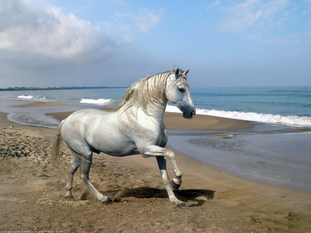Обои картинки фото животные, лошади, голубой, природа, небо, берег, грива, конь, песок, волна, волны, море