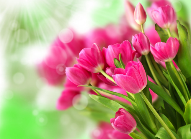 Обои картинки фото цветы, тюльпаны, букет, сияние, свет, малиновый
