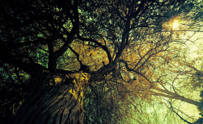 Обои картинки фото природа, деревья, ствол, солнце, осень, дерево