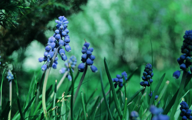 Обои картинки фото цветы, гиацинты, трава, синие