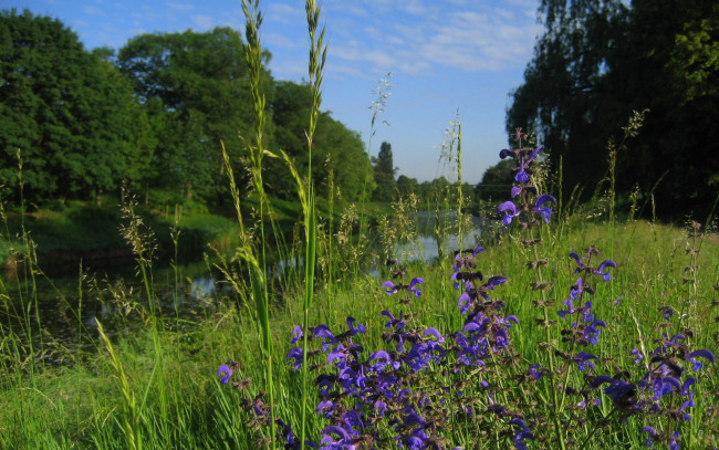 Обои картинки фото природа, реки, озера, лето, цветы, трава, деревья, река