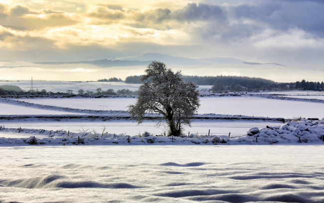 Обои картинки фото природа, зима, поле, дерево