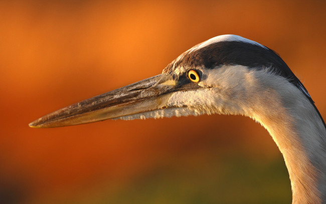 Обои картинки фото животные, цапли, макро, птица, heron