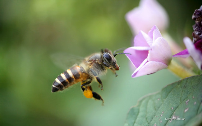 Обои картинки фото животные, пчелы, осы, шмели, пчела, цветок
