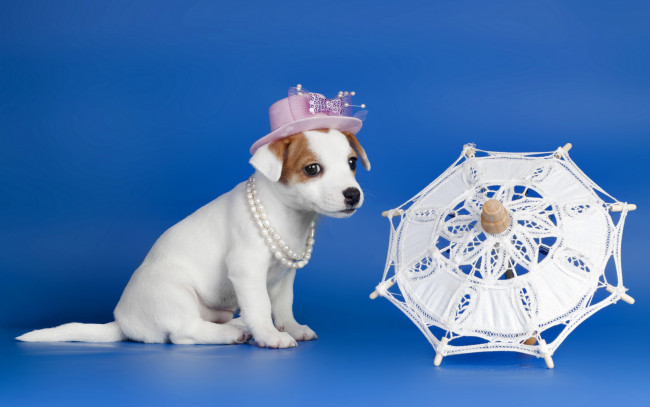 Обои картинки фото животные, собаки, бусы, шляпка, зонтик, щенок