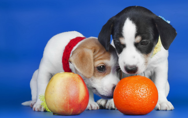 Обои картинки фото животные, собаки, яблоко, апельсин, щенки