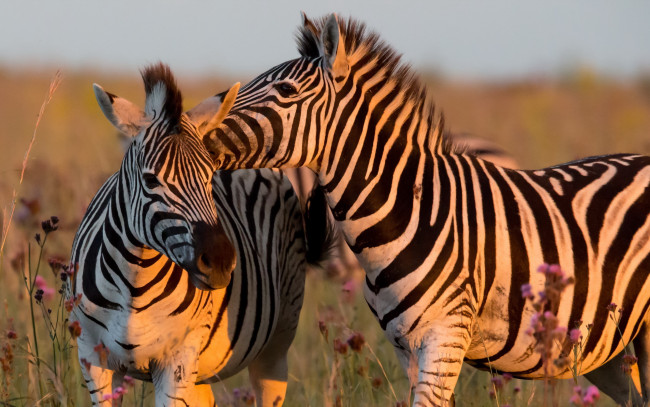 Обои картинки фото животные, зебры, природа