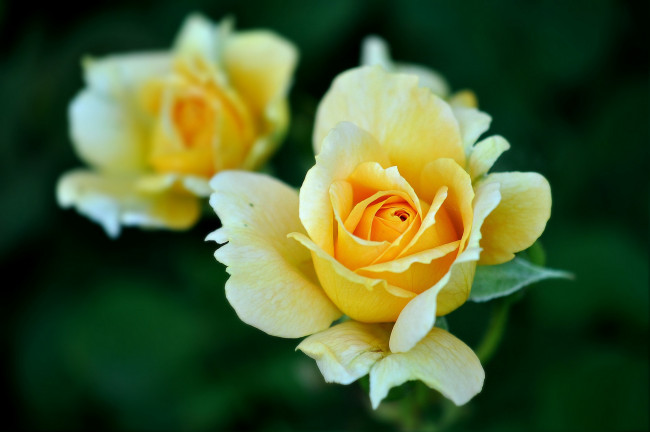 Обои картинки фото цветы, розы, лепестки