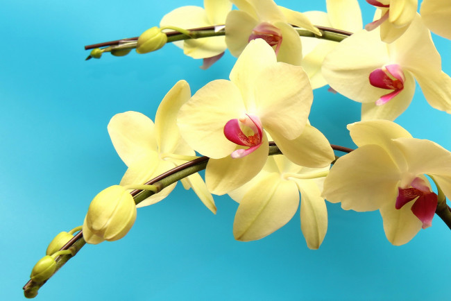 Обои картинки фото цветы, орхидеи, фон, ветки