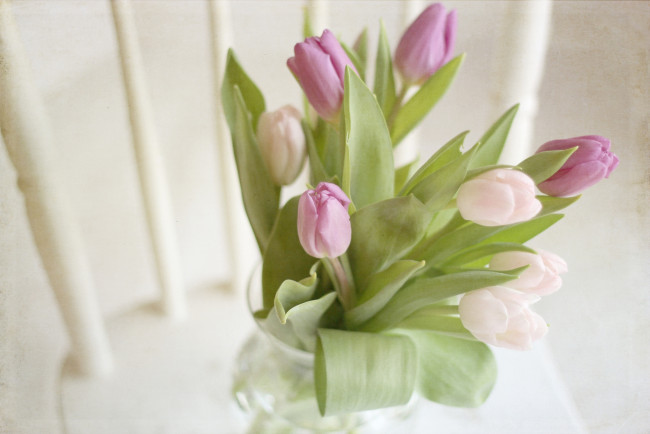 Обои картинки фото цветы, тюльпаны, нежность, букет