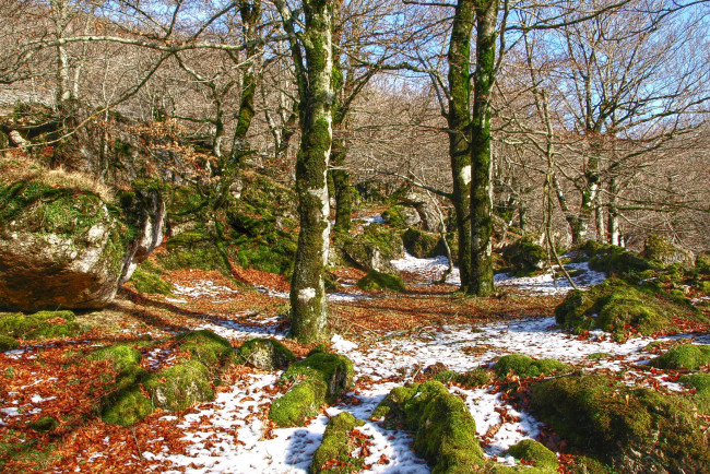 Обои картинки фото испания, наварра, природа, лес, снег