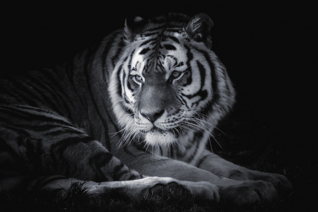 Обои картинки фото животные, тигры, хищник, портрет