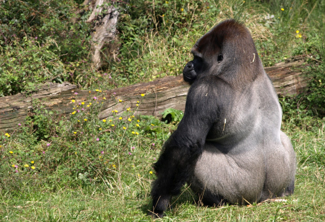 Обои картинки фото животные, обезьяны, горилла, спина