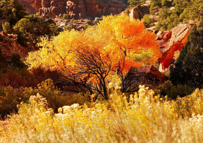 Обои картинки фото природа, деревья, скалы, дерево, трава, осень