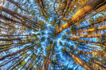 Картинка природа деревья кроны небо