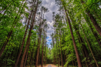 Картинка природа лес дорога стволы