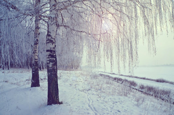 Картинка природа зима снег березы