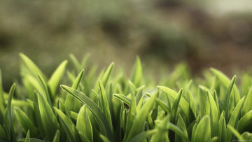 Картинка природа макро трава луг зеленая листья