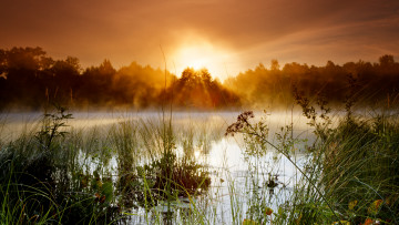 Картинка природа восходы закаты деревья туман трава озеро
