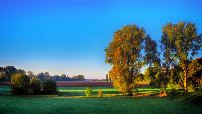 Обои картинки фото природа, луга, деревья, поля, осень, небо, утро, спокойствие, тишина