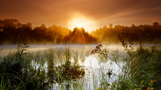 Обои картинки фото природа, восходы, закаты, деревья, туман, трава, озеро