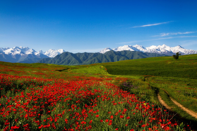 Обои картинки фото киргизия,  тянь-шань, природа, поля, маки, поле, тянь-шань, горы