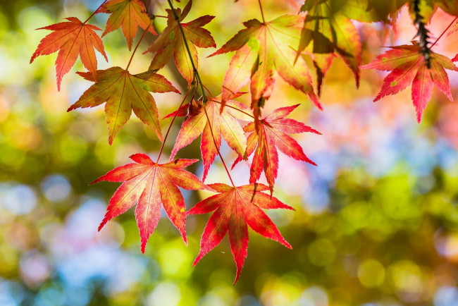 Обои картинки фото природа, листья, макро, ветка, осень, цвета