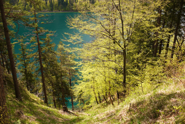 Обои картинки фото природа, реки, озера, трава, деревья, река, германия, бавария