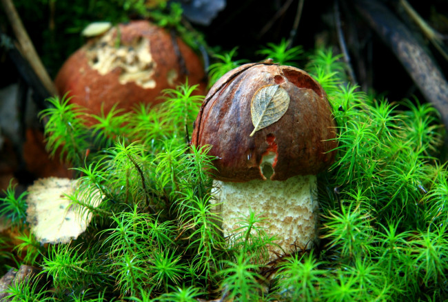 Обои картинки фото природа, грибы, малыши, мох