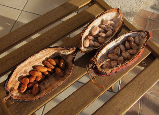 Обои картинки фото еда, разное, просушка, какао-бобы