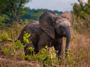 Картинка животные слоны дикая природа растения савана африка слон