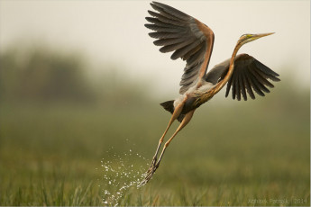 Картинка животные цапли +выпи природа болото птица цапля