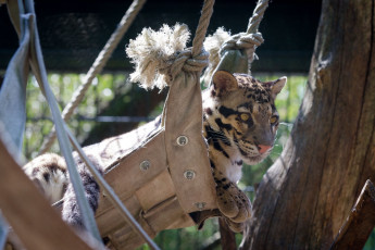 Картинка животные дымчатые+леопарды морда дикая кошка зоопарк отдых