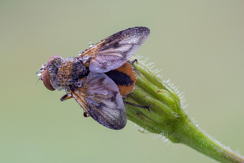 Картинка животные насекомые муха травинка фон роса капли утро насекомое макро