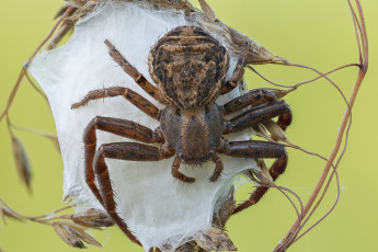 Картинка животные пауки паутина макро паук