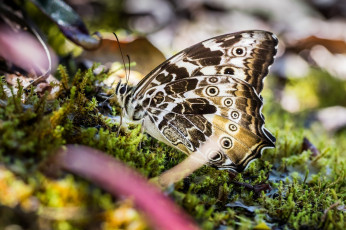 Картинка животные бабочки +мотыльки +моли крылышки мох макро