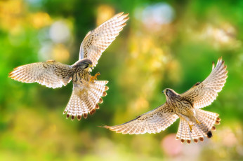 Картинка животные птицы+-+хищники хищники крылья птицы природа