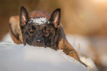 Картинка животные собаки пёс овчарка снег