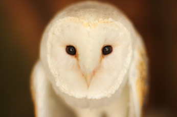 Картинка животные совы птица barn owl взгляд сова