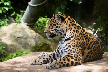 Картинка животные Ягуары пятна отдых лежит кошка