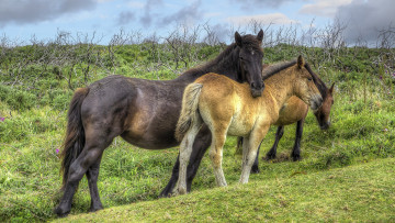 Картинка животные лошади лошадки