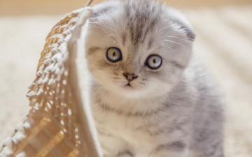 Картинка животные коты котенок вислоухий шотландская кошка